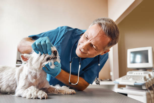 Best Emergency Tooth Extraction  in Wescosville, PA